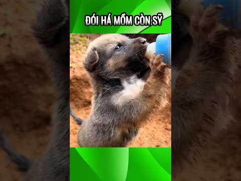 Đói há mồm còn sỹ #funnyvideo #funny #funnyanimals #dog #dogs
