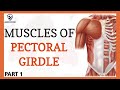 Muscle Origins and Actions in Anatomy