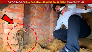 Cụt Thủ Ba Chà Cú Đụng Độ Hổ Mang Chúa Kịch Đ.ộc Một Cắn G.iết C.hết 40 Người Và Cái Kết