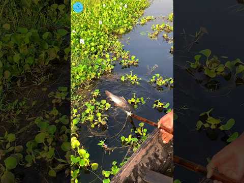 Bamboo Crossbow Fishing By Boat āĨ¤ Big Fish Catching // #amazing #best #jumping #fishing