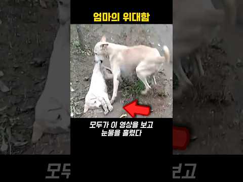 강아지가 위대한 이유