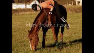 My horse...my life and love :)