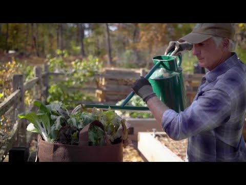 Pros and Cons of Fabric Grow Bags for Vegetables - Food Gardening