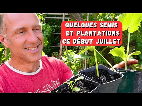 Début juillet au potager - avec les chaleurs...