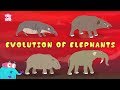 Elephant Evolution and Conservation