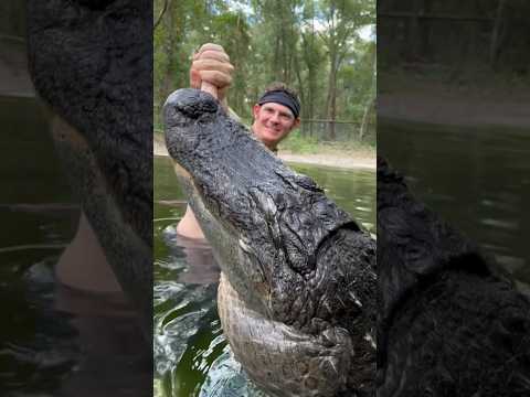 Gator vs turkey leg #alligator #gator