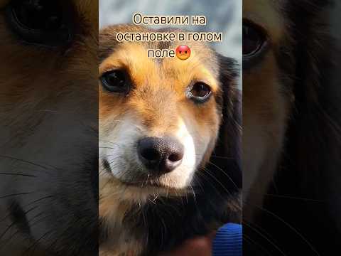 Оставили на остановке в голом поле😡