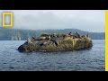 Sea Otters and Their Ecosystem