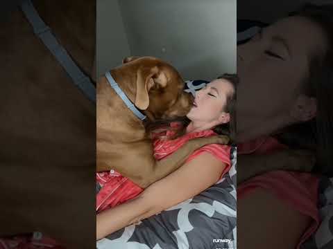 Dog Thinks He's A Baby ๐๐ #dog #golden #funny #entertainment #jokes #laugh #fun #doggo #reaction