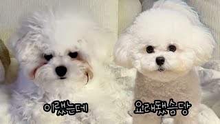 강아지 눈물 자국 없애기!