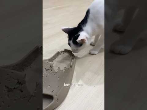 เจอตัวแล้ว #แมว #petlover #funnycat #cutecat #catlover #pets #แมวกัดรองเท้า