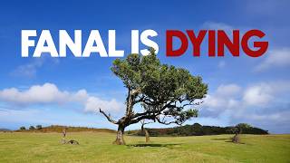 Fanal is a Skeleton of the LAURISILVA Forest! (How do we fix it?)