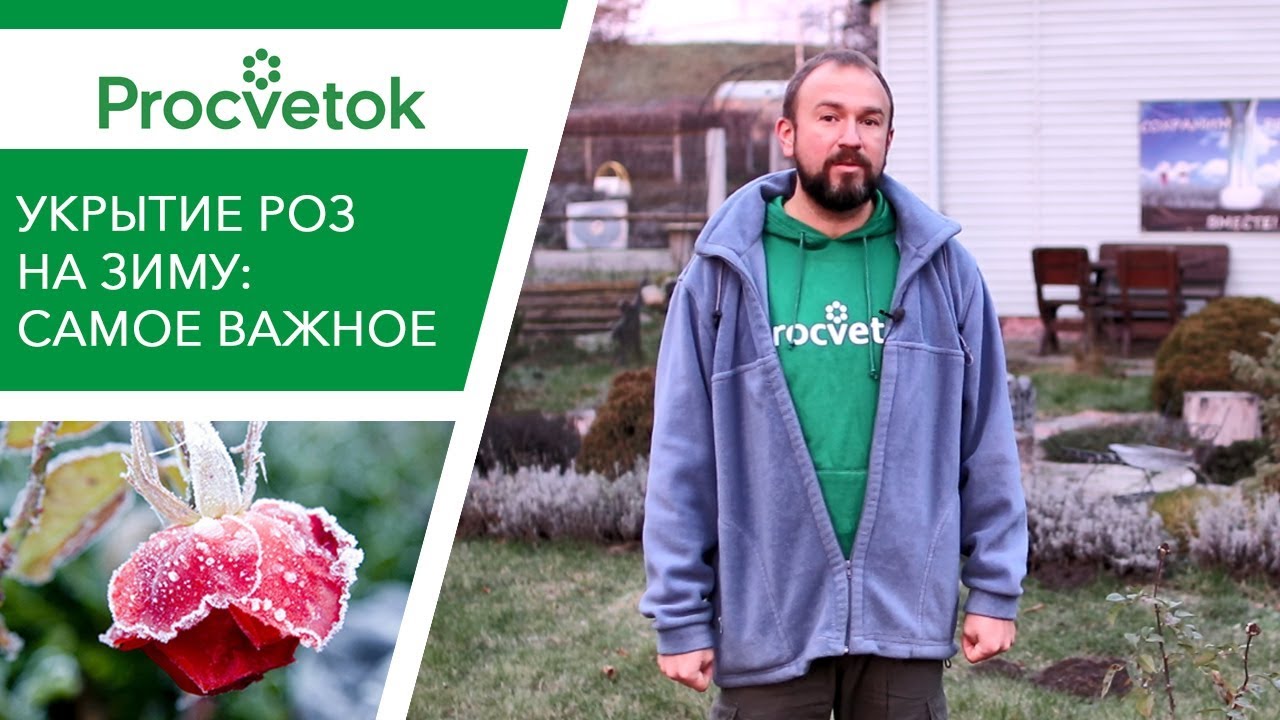 Не дайте розам замерзнуть! Укрытие роз на зиму по науке