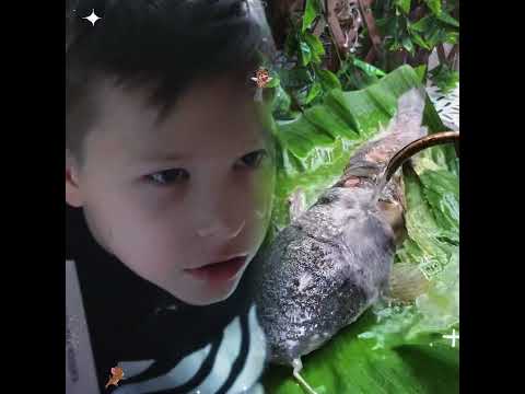 #shorts #shortvideo #viralvideo #fyp #foryou #fypツ #fypシ゚vira #funny #acting