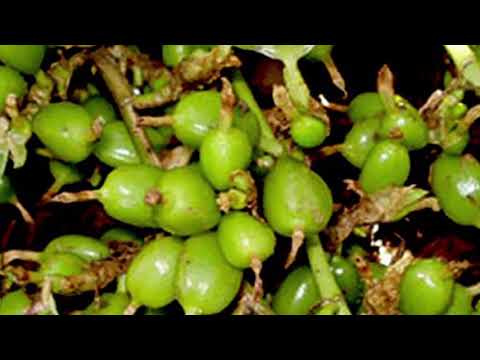 सिर्फ 2 दिन में आँखों की रौशनी 15 गुना तेज हो गई | चश्मा कितने भी नंबर का हो उतरेगा