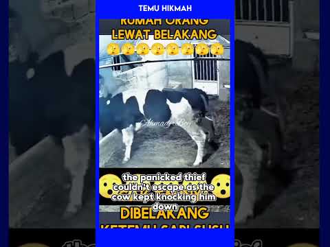 Sapi Gagalkan Aksi Pencurian dengan Cara Tak Terduga!