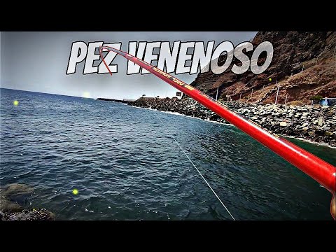 Mi Primer PEZ VENENOSO 😱| PEZ PIEDRA🎣💯 Gran Día De PESCA 🎣 (Pesca En Tenerife)