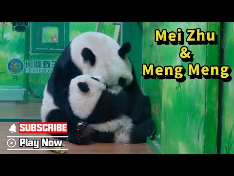 When The Clingiest Panda Baby Meets The Most Caring Mom | iPanda