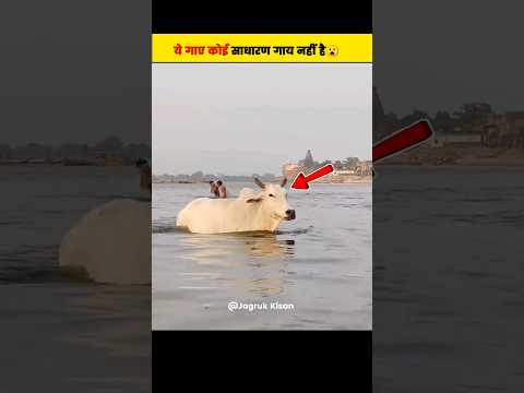 कोई साधारण गाय नहीं। Gau Mata। #gaumata #short
