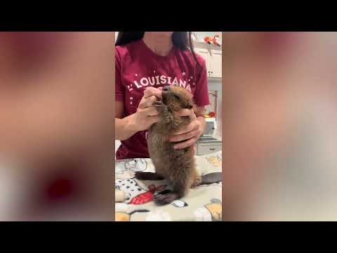 Baby Beaver Throws A Tantrum