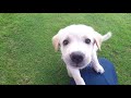 Understanding the Video Tutorial