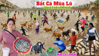 Mùa nước lũ 2025 mặc mưa bão đổ xô bắt cá linh về chợ cảnh chỉ có 1 ở thế giới