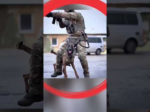 Cómo ACTÚA un MALINOIS ante PERROS FURIOSOS #perros #malinois #adiestramientodeperros