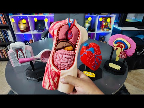 ¡Modelos Anatómicos en 3D! Así imprimí órganos humanos con mi impresora 3D 🧠❤️🦷