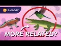 Biology Concepts and Evolutionary Relationships