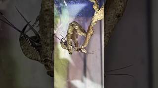 Mantis eating time-lapse ! #mantis #prayingmantis #insects #bugs #nacfamily #rock_n_insectes
