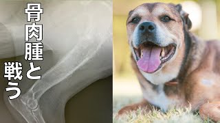 【骨肉腫と戦う保護犬】リンちゃん明日断脚手術行ってきます
