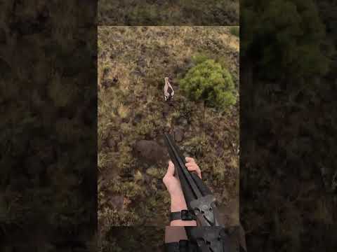 Pulling both Barrels on the same Time! #hunting #hoghunt