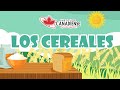 Understanding Cereals