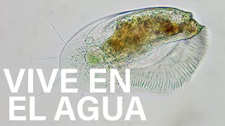 Euplotes: El Microorganismo que camina bajo el agua 💧🔬