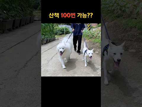 강아지는 하루에 산책을 100번 할 수 있을까?