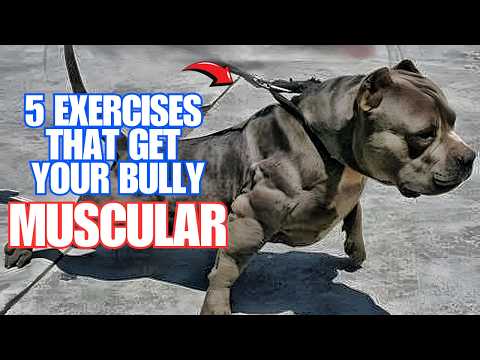 5 American Bully Exercise MUSCLE Training Tips that will get your dog Muscular!