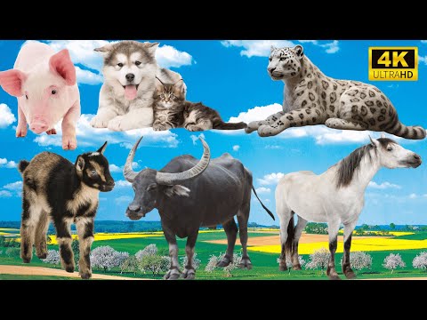 The Best of Farm Life: Pig, Dog, Cat, Leopard, Goat, Buffalo, Horse - Animal Videos