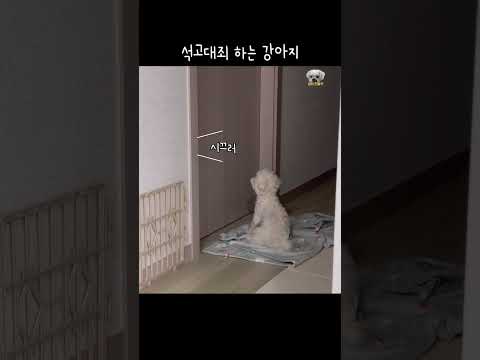 (천만뷰)꽉닫힌 방문 앞에서 석고대죄하는 귀여운 강아지 #쇼츠 #dog #말티즈