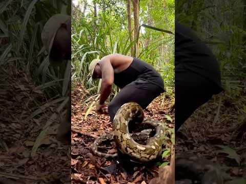 Python 🐍 Snake #tourism #wildlife #africansafari #africantourism #africanfolktale #animals #snake