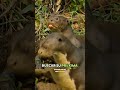 Jaguar Behavior and Interactions