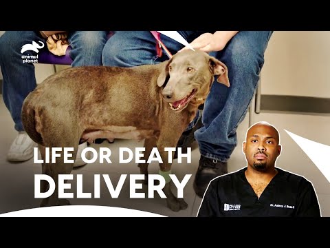 Emergency C-Section to Save Puppies Trapped Inside | The Vet life S1 E8 | Animal Planet