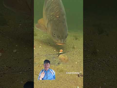 ปลารู้ เข้าเหยื่อระแวง #ตกปลาหน้าดิน #fishing #fish #carp #carpfishing