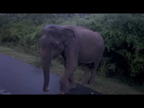 Buttala kataragama road elephant Attack 🐘 #elephant #tusker #wild#elephantattack