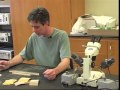 Tree Rings and Their Significance