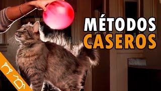 ¿Cómo Quitar El Pelo De Perro Y Gato De La Ropa? 5 Trucos Efectivos