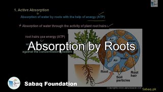 Absorption by Roots
