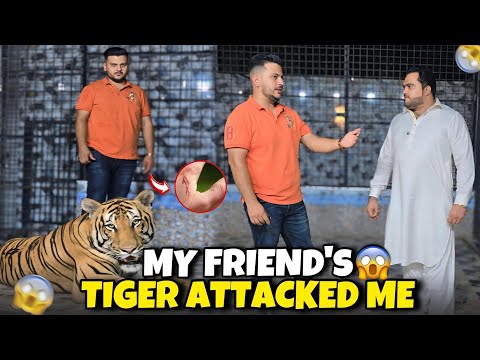 Saqib bhai k Tiger ny Dangerous Attack kr Dia 😱😭 | Nouman Hassan |