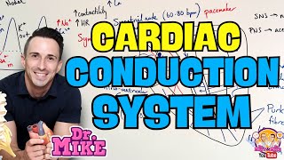 Cardiac Conduction System