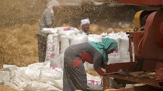 YouTube video thumbnail: Egyptian Farmers Struggling to Survive as Iran war Pushes up Costs