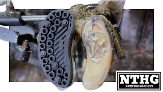 The Most Interesting Hoof You’ve Ever Seen